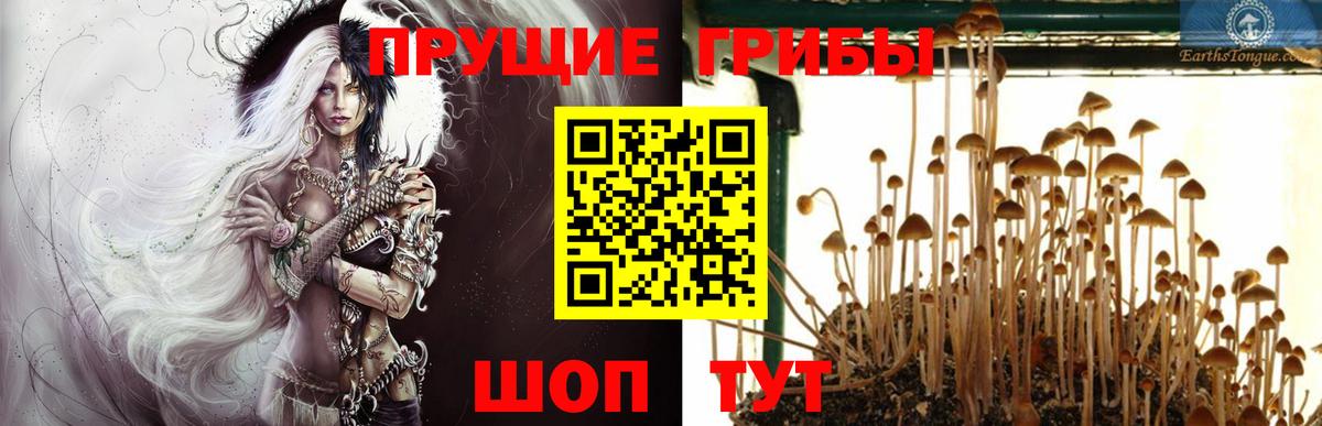 Псилоцибиновые грибы Psilocybe  Галлюциногенные грибы мицелий  Соликамск 